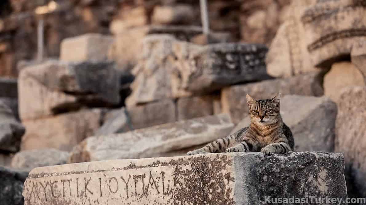 The Sophisticated Cat