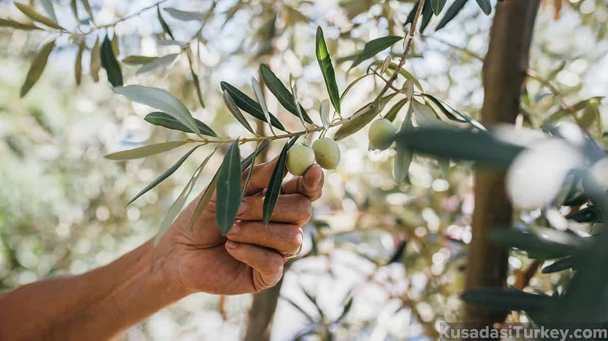 OLIVE TREE