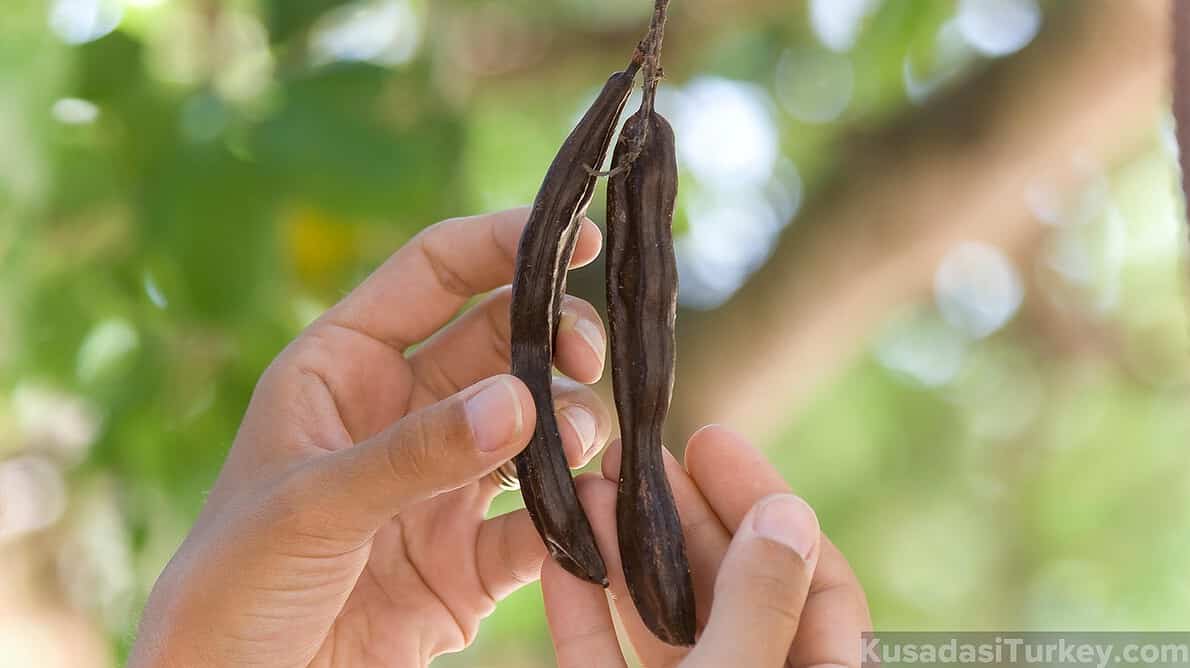 CAROB TREE